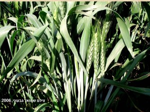 ים השבולים וגידולים אחרים